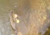 nice carp